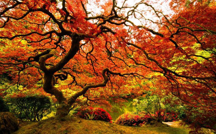Японский Клен в Портлендском японском Саду в Портленде, Орегон. Фотограф Tom Anderson.