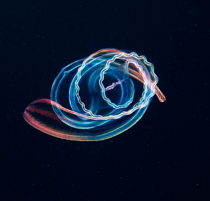 Гребневик, обитающий в морской воде в тёплых краях и напоминающий медузу.