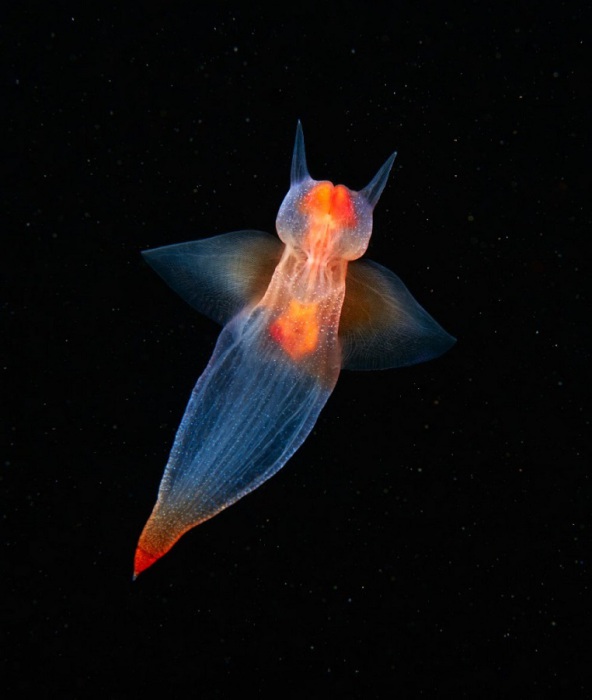 Хищный пелагический организм, специализирующиеся на питании «морскими чертями». Взрослые моллюски держатся на глубинах до 500 м.