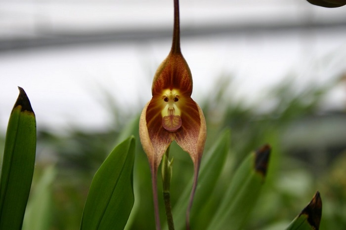 Самая необычная из орхидей – дракула, но её иногда называют обезьяньей орхидеей из-за необычной формы цветка, напоминающего мордочку обезьяны.