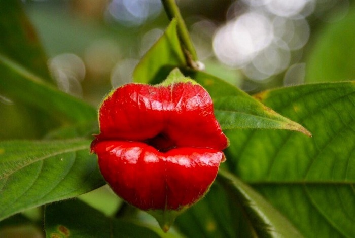 Низкорослый кустарник с необычными, ярко-красными прицветниками, внешне напоминающими женские губы.