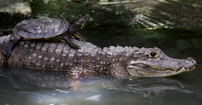 Черепаха придерживается того мнения, что с крокодилом можно дружить.