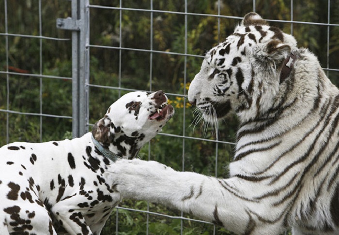 Белый тигр Бомбей играет с далматинцем Джеком в цирке Уильям в Берлине.