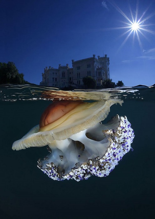 Медуза словно несет на себе замок.