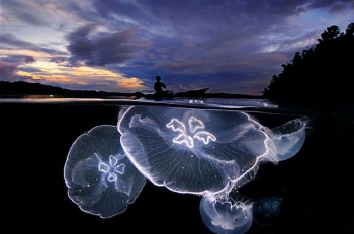 Светящиеся медузы не уступают по красоте закату солнца.