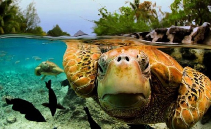 На острове существует центр, в котором каждый желающий может поплавать с черепахами.