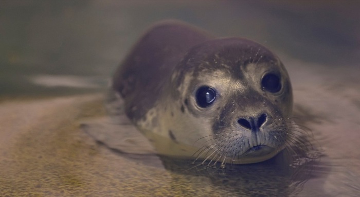Выразительный взгляд маленького тюленя.