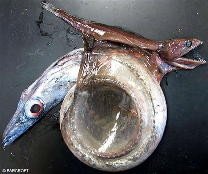 Хищная рыба, поедающая свою жертву, которая в десять раз превосходит ее по весу и в два раза длиннее.