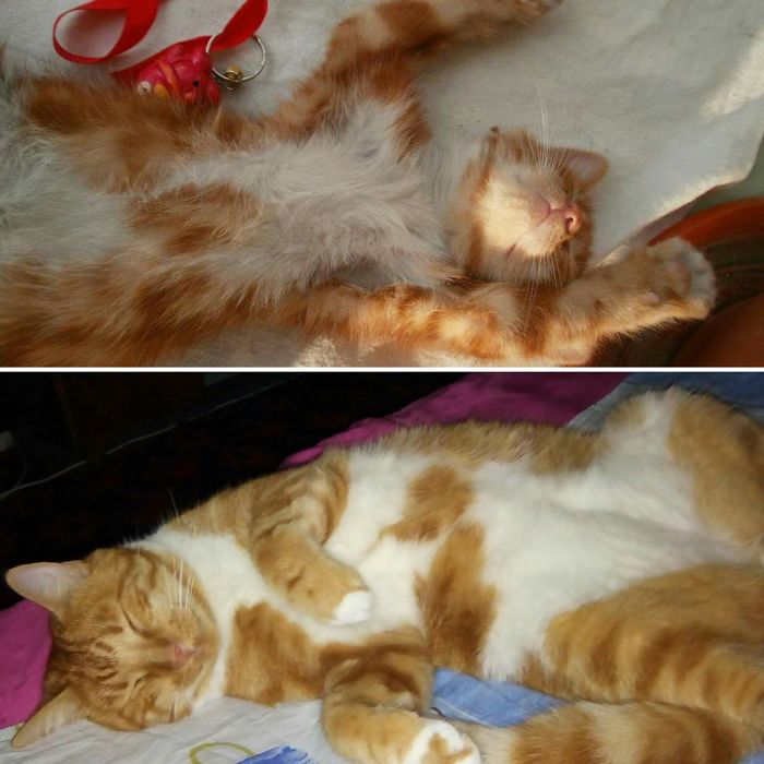 Котенок превратился в рыжего ленивого красавца, который по-прежнему любит поспать.