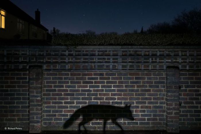 Именно так - как тени - большинство жителей городов видят лисиц, соседствующих с человеком.