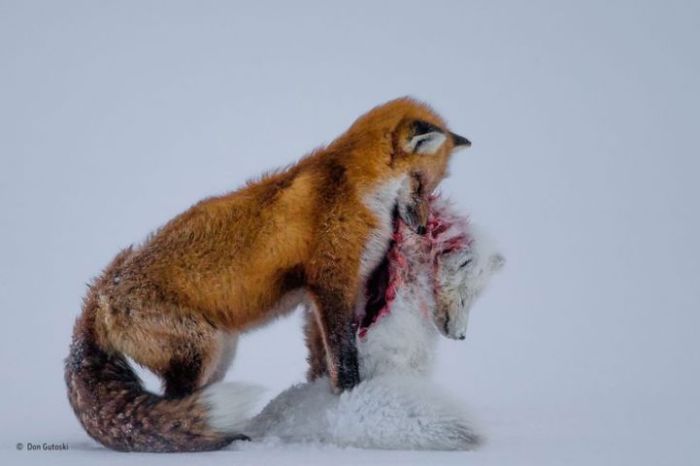 Для песцов, лисы представляют не только главного конкурента, как охотники на мелких животных, но это и их главный хищник. Фотограф Дон Гутоски, Канада.