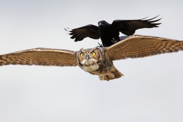 Ленивая ворона решила слегка отдохнуть и приземлилась на широкие крылья парящей на высоте совы.