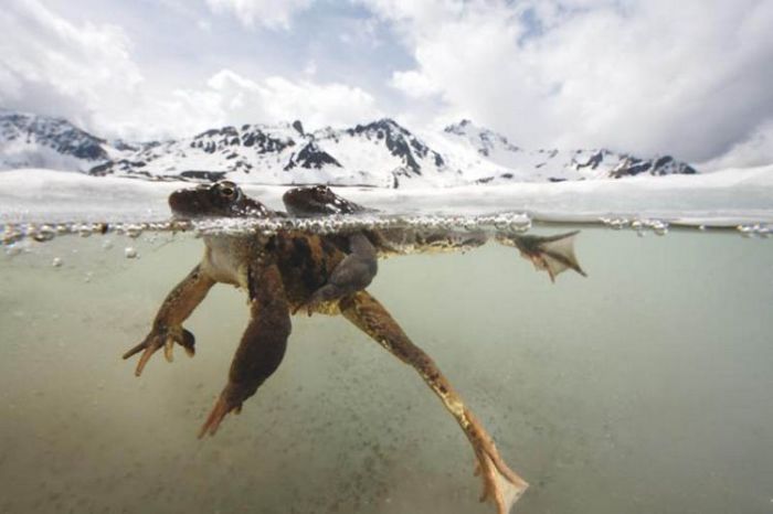 Брачный сезон лягушек в фактически замерзшем озере.