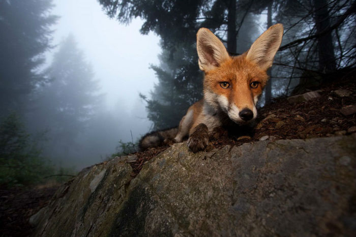 Потрясающий портрет лисицы сделан в Черном лесу в Германии.