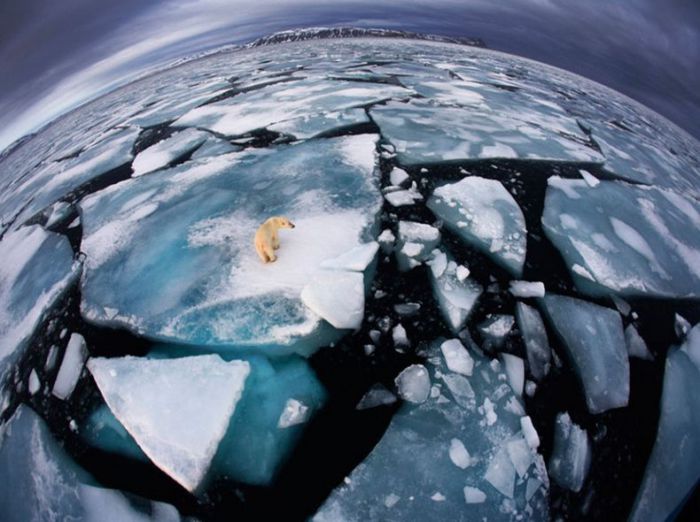 Медведь неторопливо переходит от льдины к льдине, пытаясь вернуться на берег.