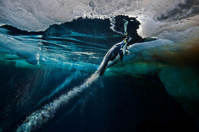 После длительной подводной охоты усталый пингвин стремительно поднимается вверх за столь необходимым глотком воздуха.