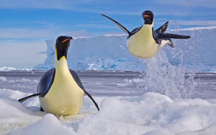 Пингвины могут спрыгнуть в воду с высокой отвесной скалы, но вот выбраться обратно им сложно даже на очень пологий берег.