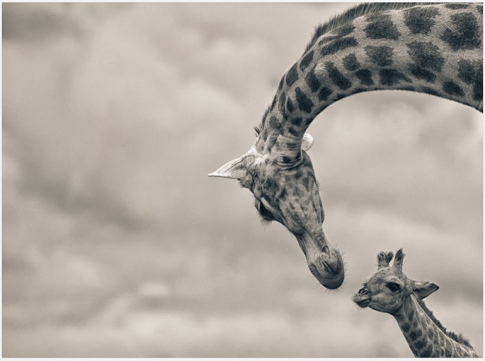 Новорожденный жираф со своей мамой.