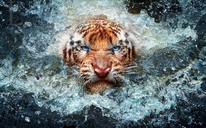 Тигр вынырнул из накрывшей его волны.