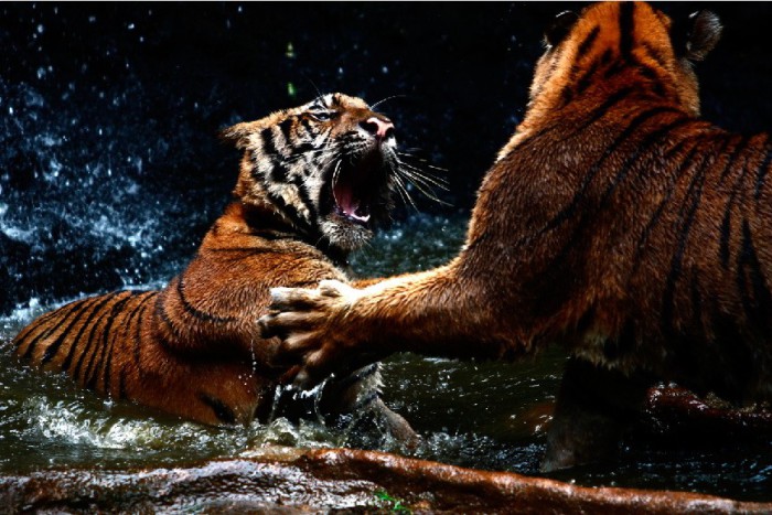 Тигры, затеявшие выяснение отношений прямо в озере.