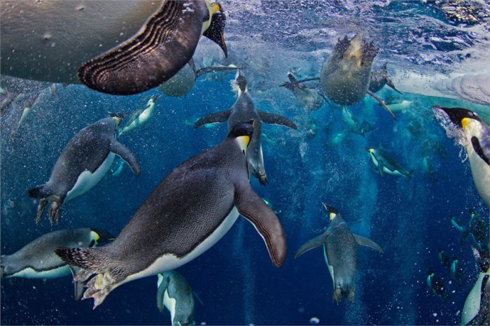 Пингвины ощущают иллюзию полета, когда ныряют в холодные воды океана.
