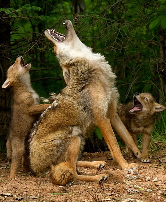 Волчица может убить волчат другой волчицы если мало добычи.