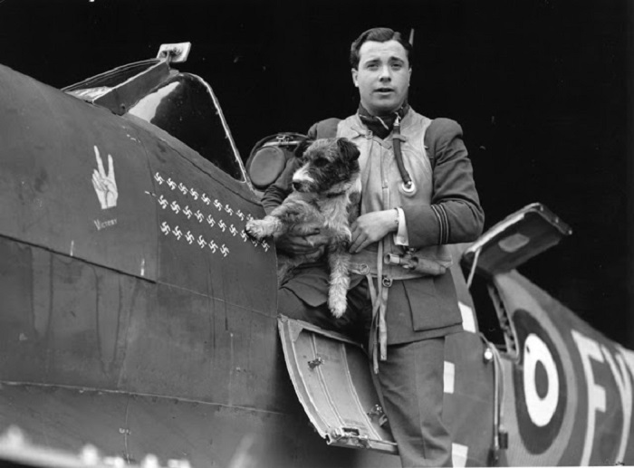 Милая собака Раф - талисман командира истребителей английских ВВС.