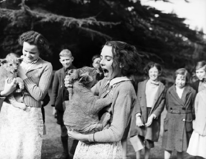Сестры Моттерсхед (Англия), взяли львят на воспитание, потому что зоопарк не мог позаботиться о них во время войны.
