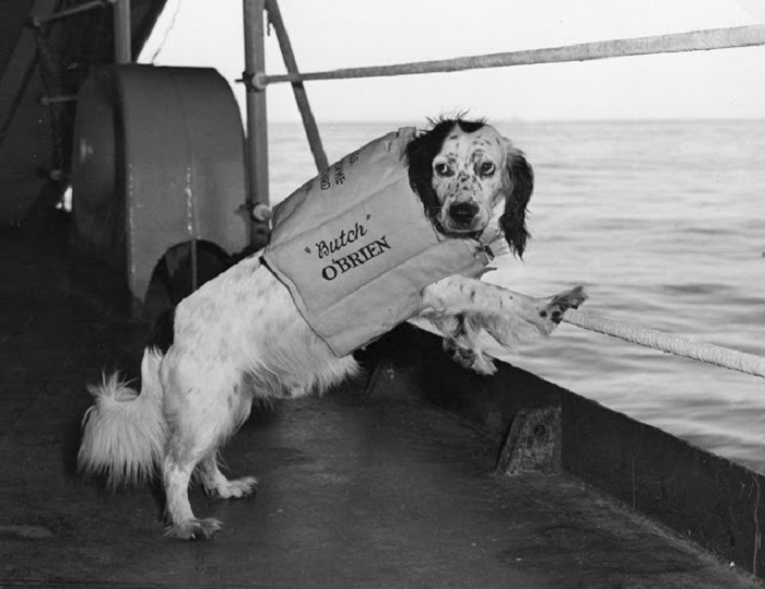 Пёс Бутч в спасательном жилете - талисман ВМС США, во время похода корабля в Японское море.