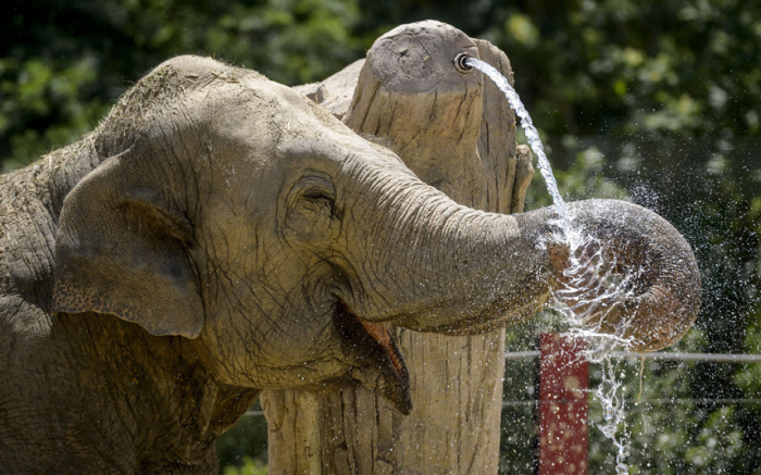 Слон освежается в жаркий день в Мадридском зоопарке, Испания.