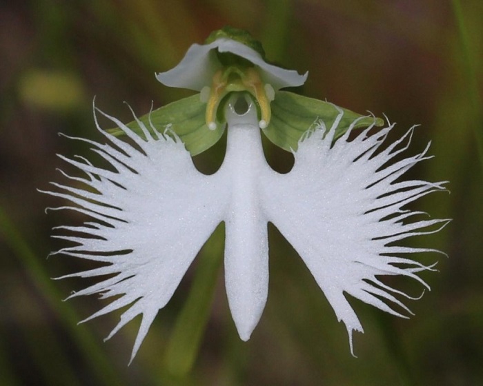 Наземная листопадная орхидея высотой от 15 до 30 см, широко распространённая на островах Японии, которая относится к охраняемым видам растений.