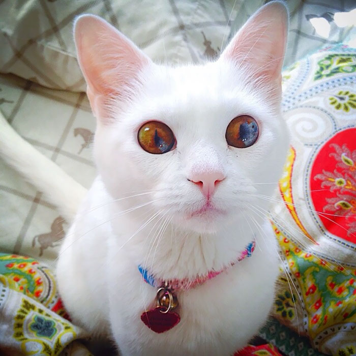 Белоснежная кошка с темными глазёнками.