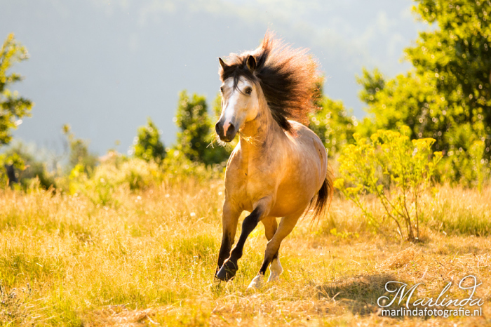 Свободный бег коня. Автор фотографии Марлинда ван дер Спек (Marlinda van der Spek).