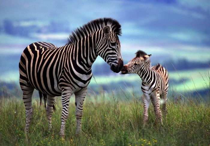 Детеныш зебры после рождения запоминает мать именно по расположению полос.
