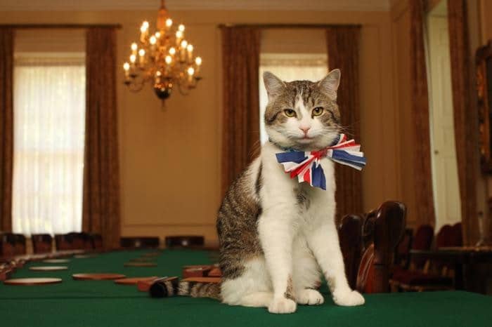 Кот, который с 2011 года проживает в резиденции премьер-министра Великобритании Дэвида Кэмерона.