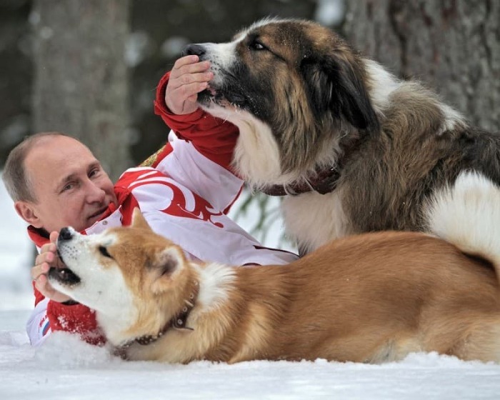 Трудно выделить любимое животное Владимира Путина, но чаще всего на камеры попадаются любимые собаки Президента: той–пуделя Тоси и Родео, и, конечно, лабрадорша Кони.