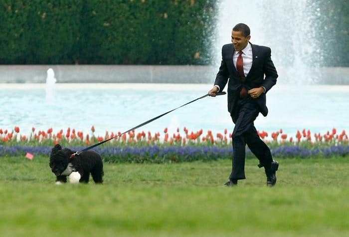 Первая собака Соединенных Штатов Америки, которую семья Барака Обамы получила в подарок после того, как они определились с породой будущего любимца.