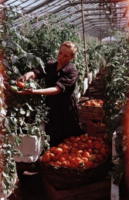 Сбор и сортировка урожая помидоров в подмосковном совхозе.