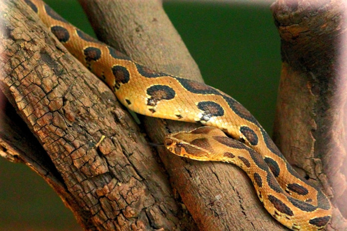 Очень крупный и опасный представитель мира рептилий, иногда укус этой ядовитой змеи может спровоцировать эффект преждевременного старения организма человека.