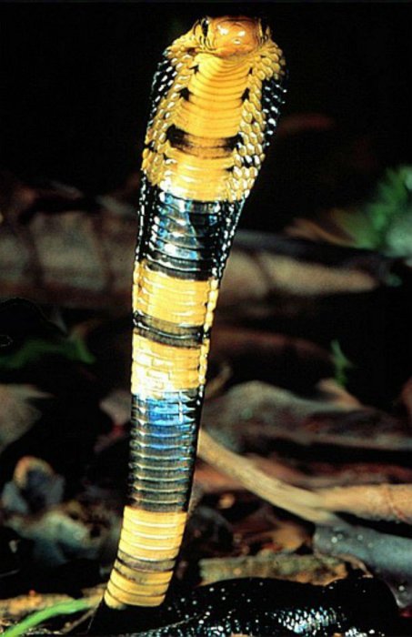 Эти змеи кусают человека реже, чем другие африканские кобры, хотя их укус является опасным для жизни, требуя незамедлительного медицинского вмешательства.