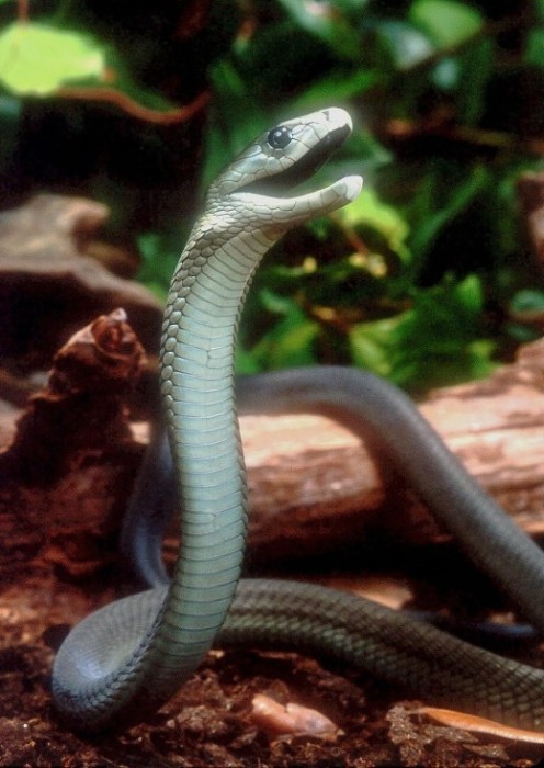 Африканская змея, о которой местные жители говорят только шепотом и никогда не произносят ее имени.