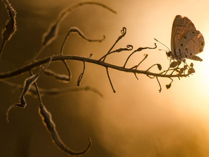 Butterfly at Sunset
