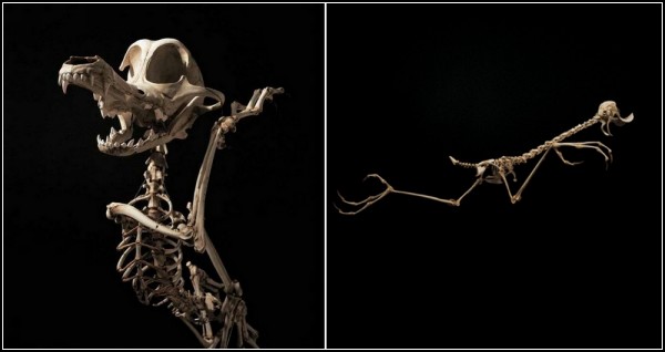 Animatus, или диснеевские скелеты Хюнгко Ли (Hyungkoo Lee)