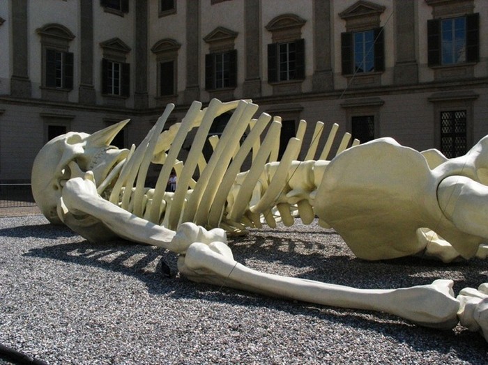 Гигантский скелет Calamita Cosmica