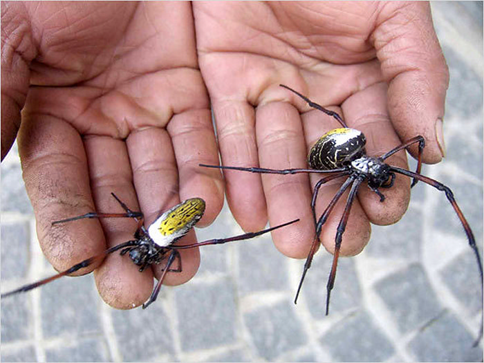Мадагаскарские пауки-кругопряды, плетущие *золотую* шелковую паутину