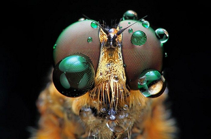 Портреты насекомых *глаза в глаза*. Insect Eyes от Шикхей Го