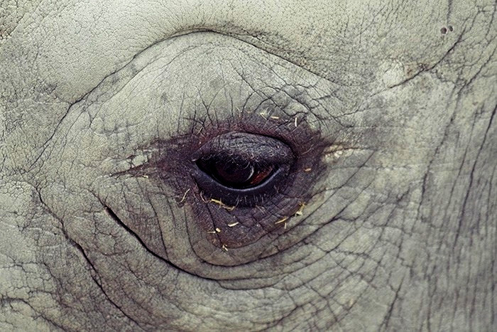 Печаль в глазах носорога, живущего в клетке. Фотопроект Caged Оскара Сьютата