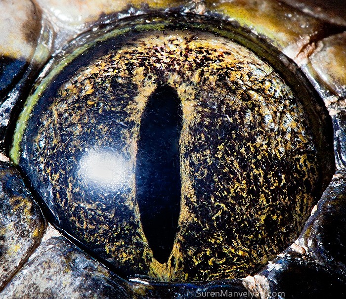 Глаз тигрового питона (не альбиноса)