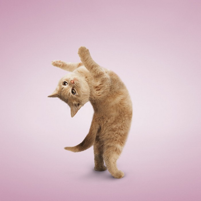 Котята, занимающиеся йогой. Фотокалендарь Yoga Kittens от Даниэля Борриса (Daniel Borris)