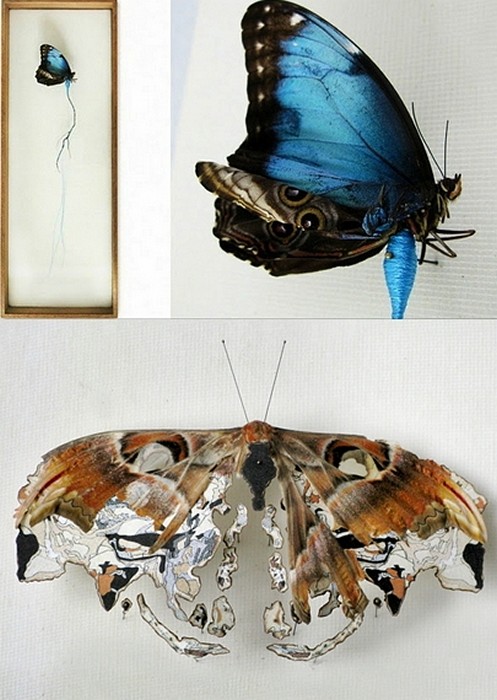 Broken Butterflies, *отремонтированные* бабочки с искусственными крыльями